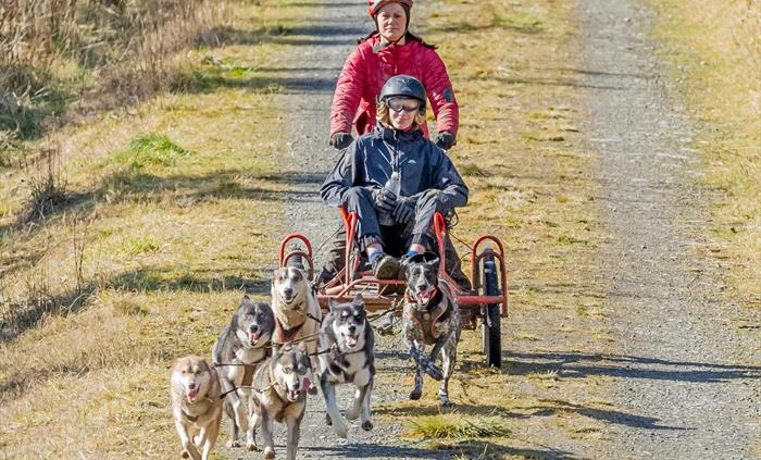 6 Dog Team Ride Adventure